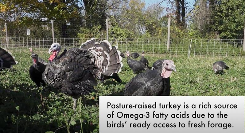Pastured Poultry: A Better Way Forward