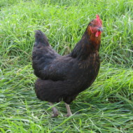 Absolute Pastured Poultry 
