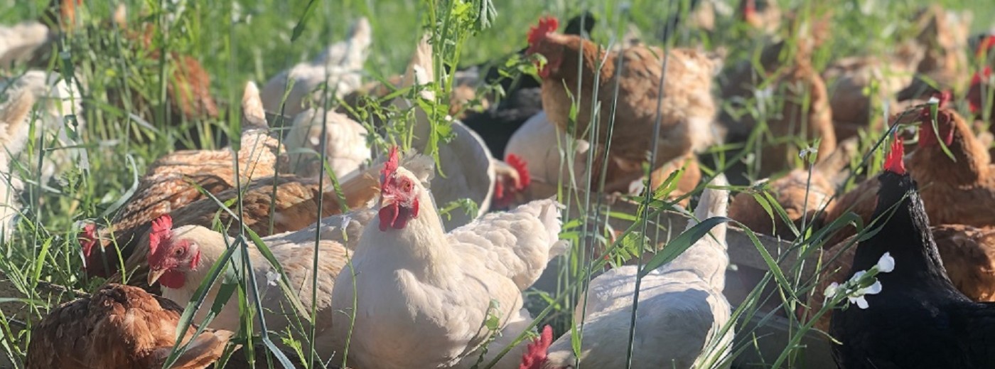 pasturedlife@gmail.com