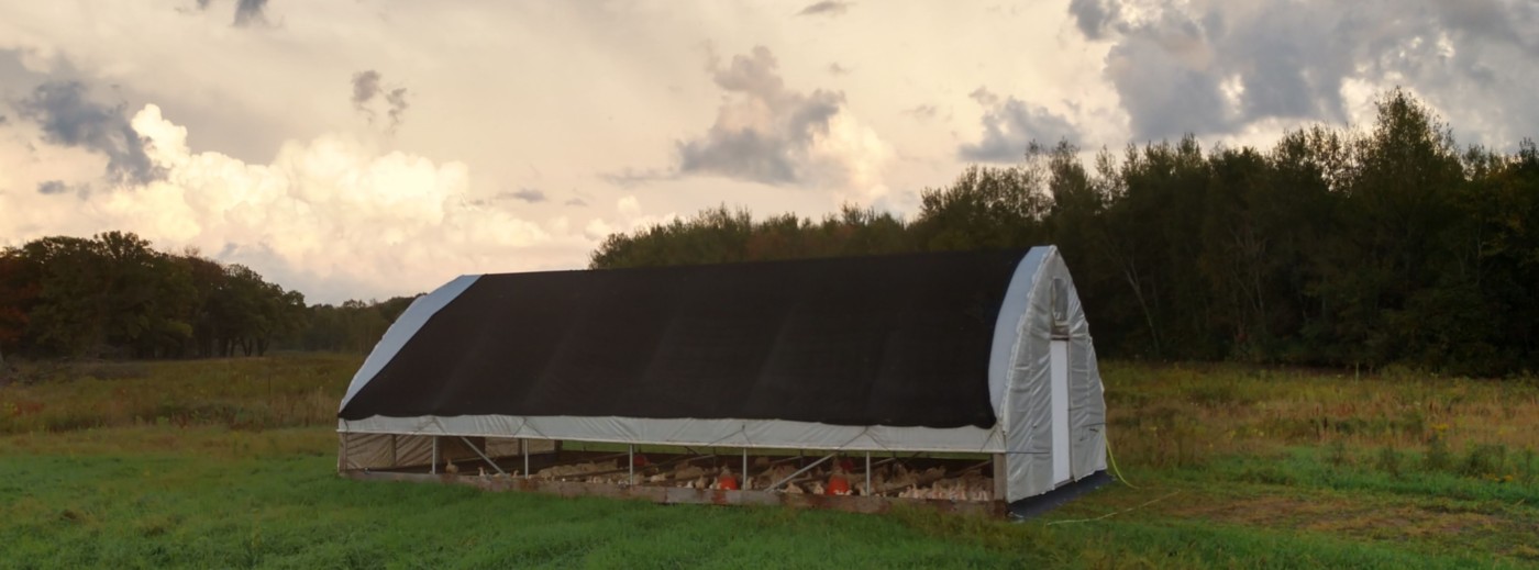nelsongrassfarm