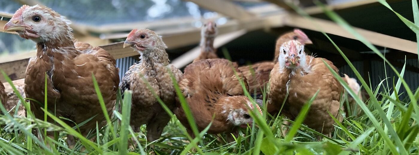 ClearCreekValleyFarm