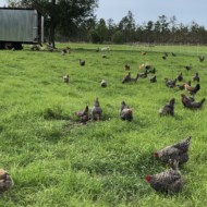 Longview Farms 